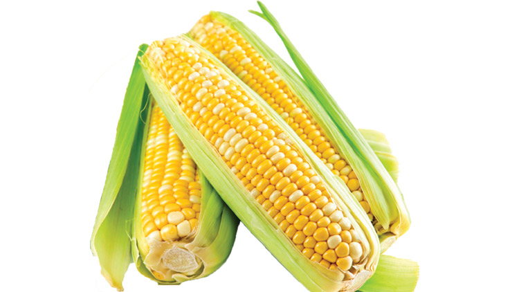 Picture of Sweet Bi-Color Corn