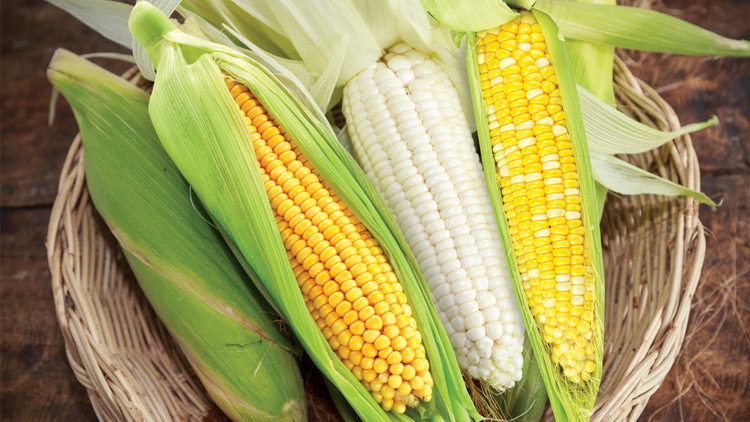 Picture of Untrimmed Corn On-the-Cob