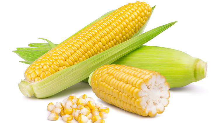 Picture of Fresh Sweet Corn on the Cob