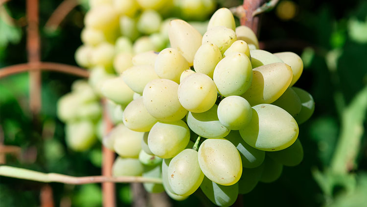 Picture of Cotton Candy Grapes