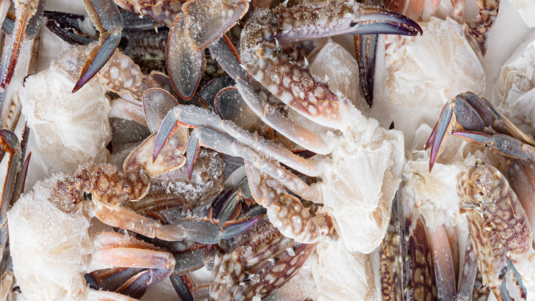 Picture of Panamei Blue Crab