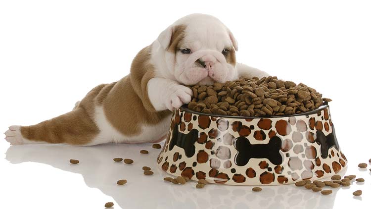 Picture of Champ Dog Food