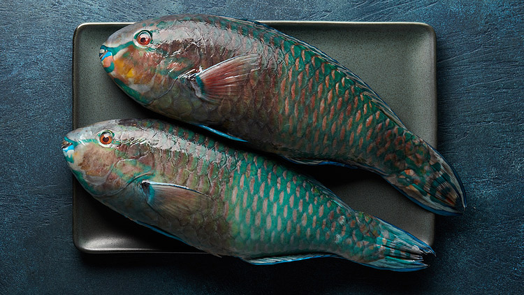 Picture of Heads or Tails Parrot Fish