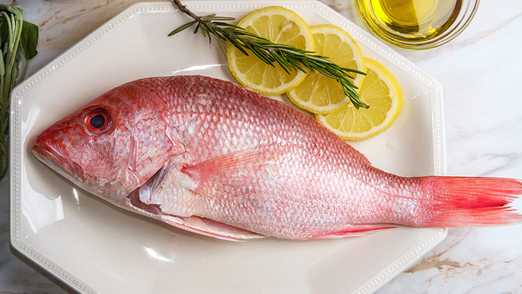 Picture of Heads or Tails Silk Snapper