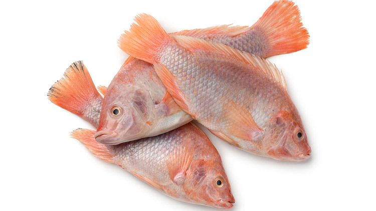 Picture of Heads or Tails Fresh Red Tilapia