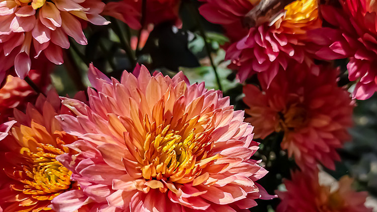 Picture of Copper Leaves Bouquet