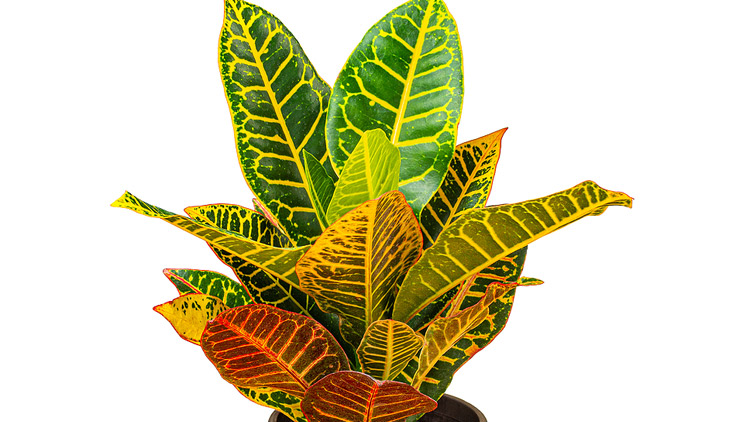 Picture of Croton In Bella Ceramics