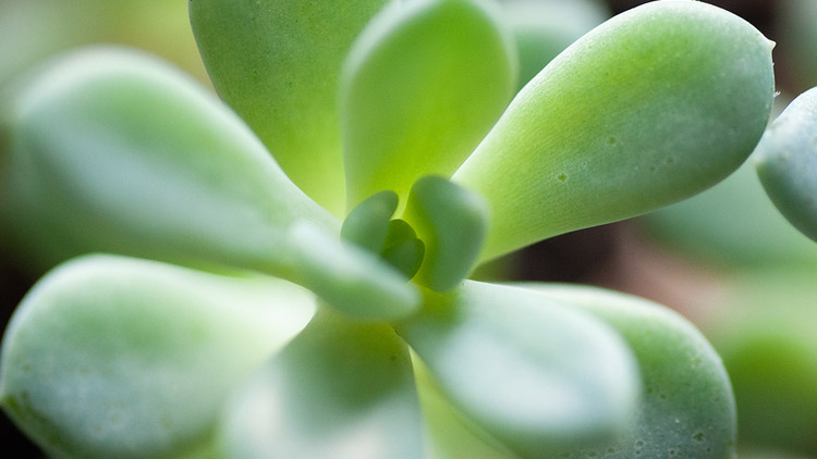 Picture of Succulent In Melon Pot or Mini Sweet Melon Plants