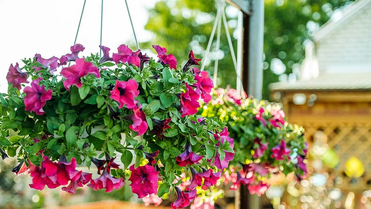 Picture of Flowering Hanging Baskets