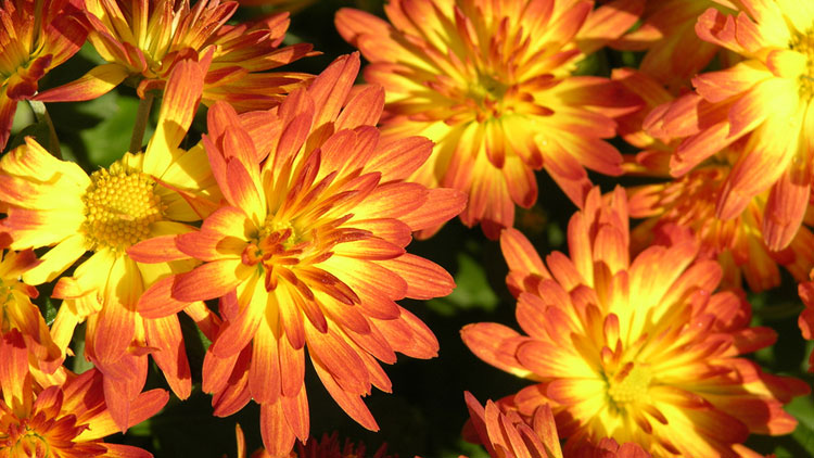 Picture of Pelee Mum