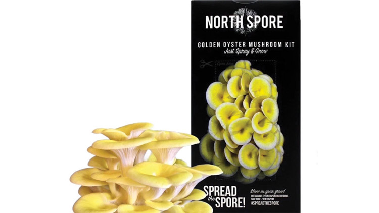Picture of North Spore Mushroom Grow Kits