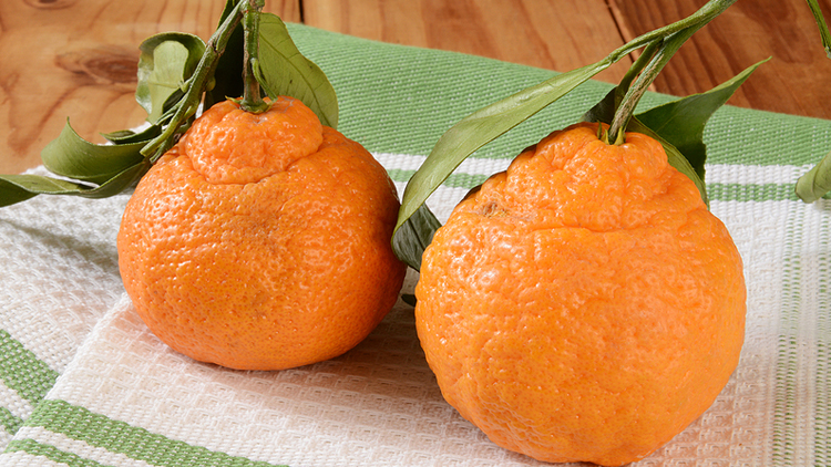 Picture of Sumo Oranges