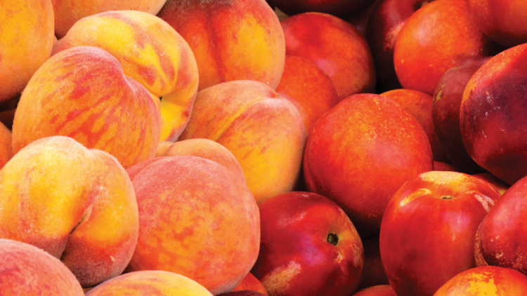 Picture of Yellow Peaches or Nectarines