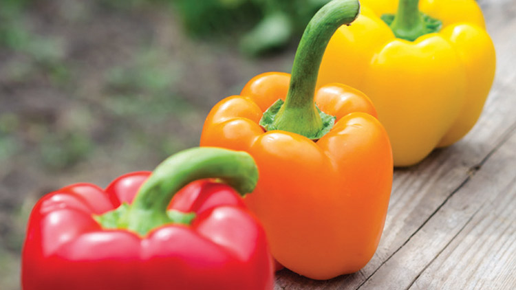 Picture of Extra Large Red, Yellow or Orange Bell Peppers