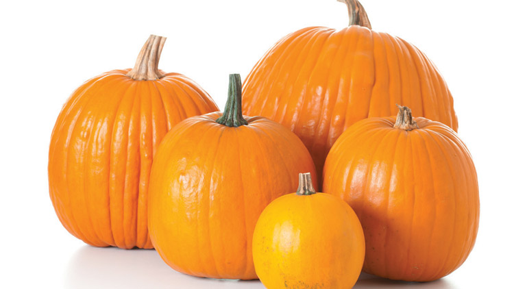 Picture of Fall Harvest Pumpkins