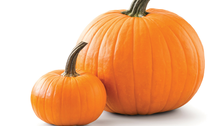 Picture of Fall Harvest Pumpkins