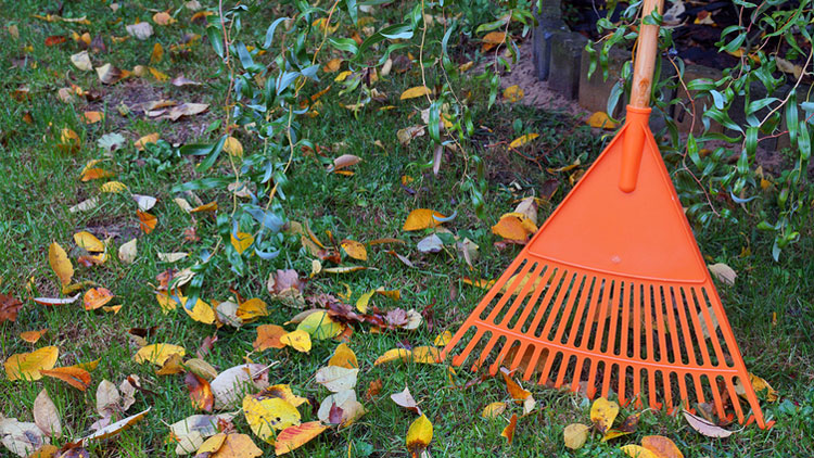 Picture of Ace Poly Leaf Rake With Wood Handle