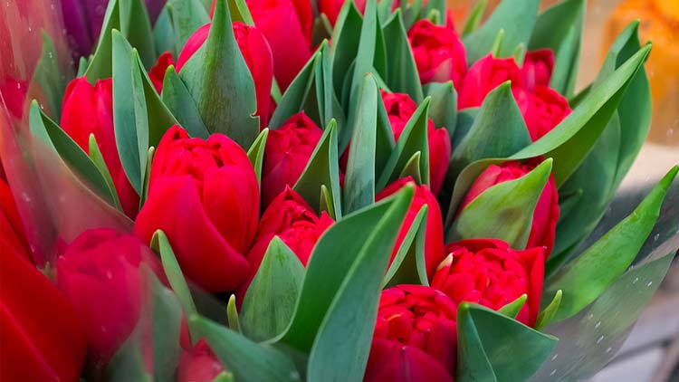 Picture of Cut Tulips