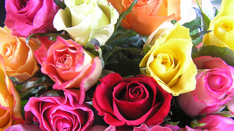 Picture of Rainbow Roses