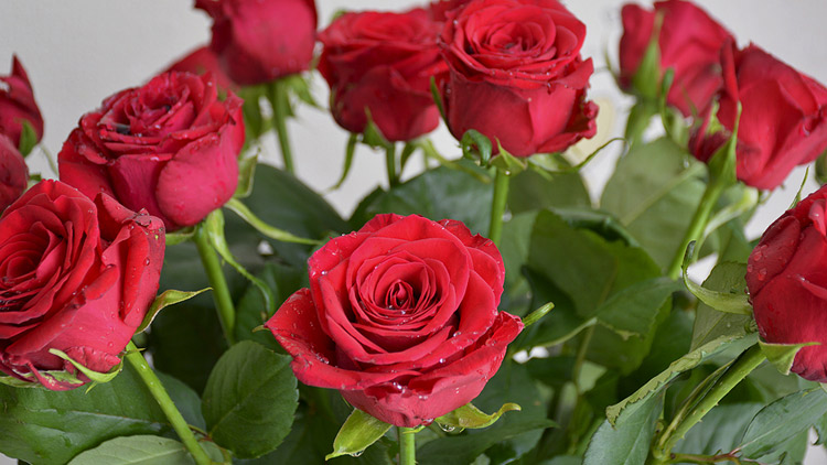 Picture of Premium Rose Vase