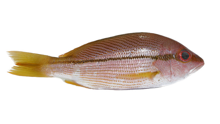 Picture of Heads or Tails Yellow Tail