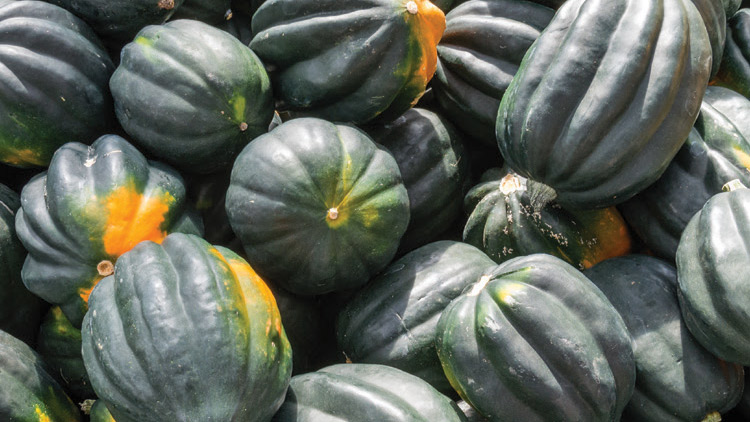 Picture of Acorn Squash