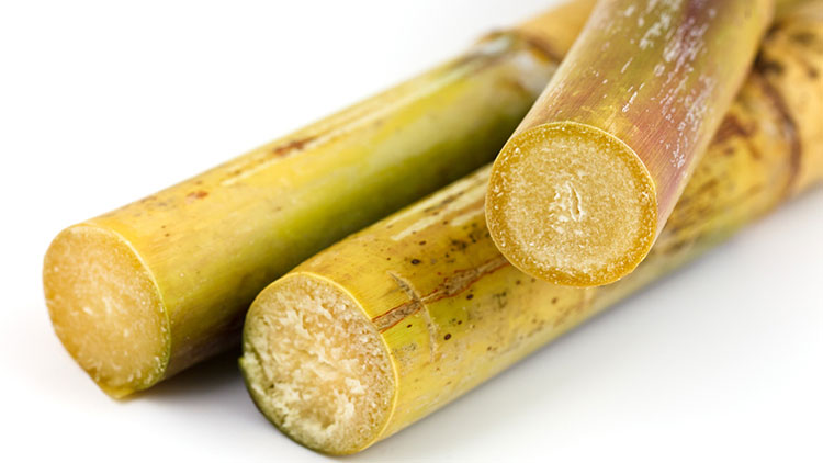 Picture of Sugar Cane 