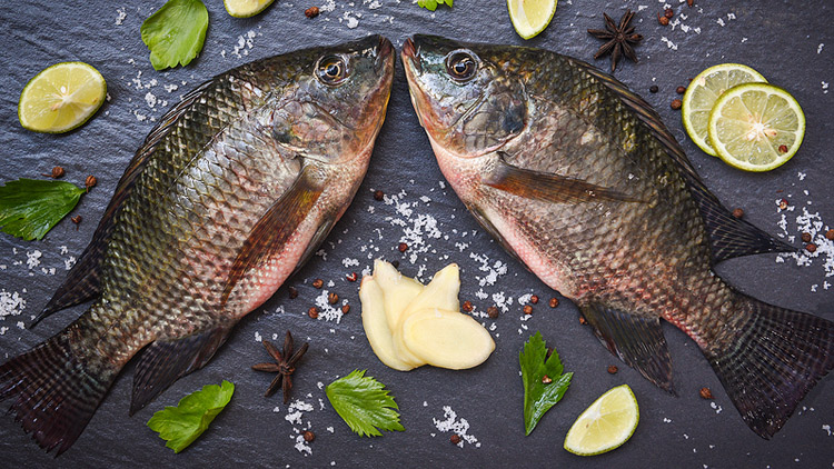 Picture of Heads or Tails Black Tilapia