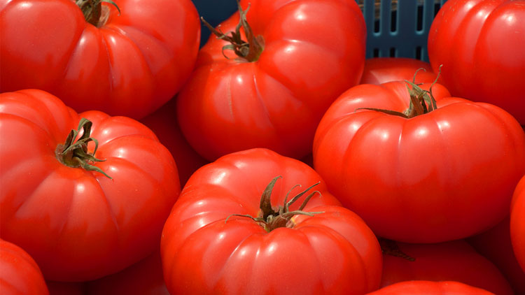 Picture of Premium Hothouse Tomatoes