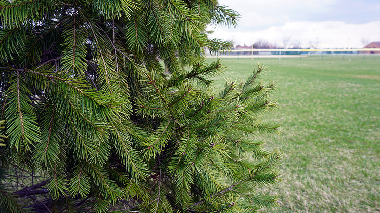 Picture of Silver Bells Christmas Trees - Douglas Fir Trees