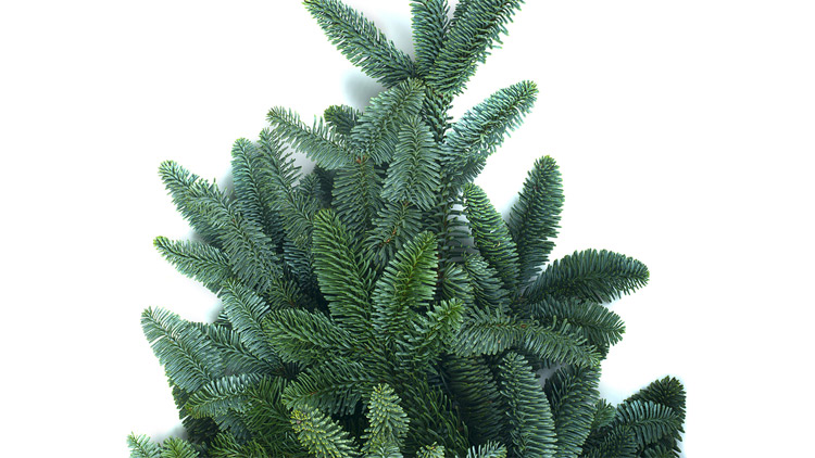 Picture of Silver Bells Christmas Trees - Noble Fir Trees