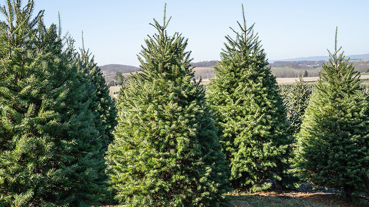 Picture of Silver Bells Christmas Trees - Nordmann Fir Trees